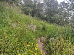 Flora del Cerro Masatrigo